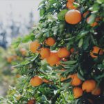 Compra naranjas ecologicas, mandarinas ecológicas y aguacates ecológicos al agricultor.