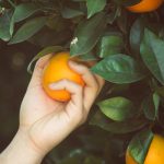 ORGANIC ORANGES THE ORANGE FARMER