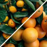 Compra naranjas ecologicas, mandarinas ecológicas y aguacates ecológicos al agricultor.