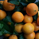 Compra naranjas ecologicas, mandarinas ecológicas y aguacates ecológicos al agricultor.