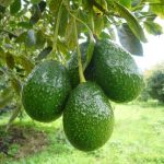 BUY ORGANIC AVOCADOS